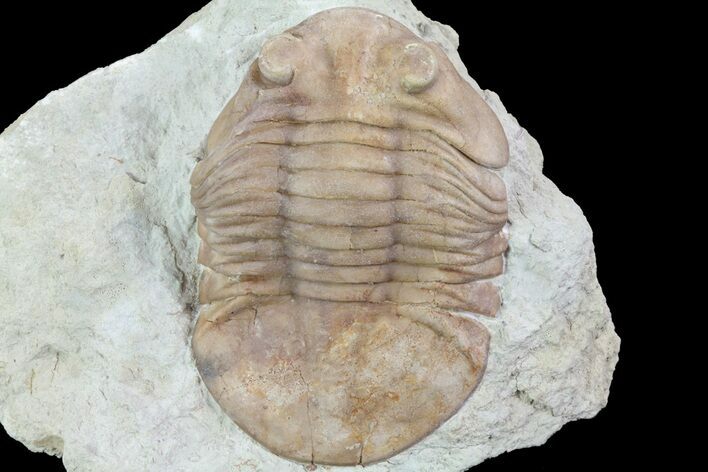 Asaphus (New Species) Trilobite - Russia #73504
